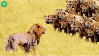 35 Painful Moments Injured Lion Fights Wild Animals  Animal Attacks [upl. by Galitea]