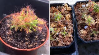 Drosera scorpioides with update [upl. by Richlad]