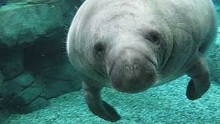 Manatee Vocalization Research [upl. by Peltz]