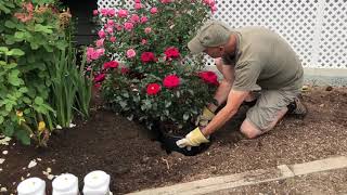 Summer Planting a Rose Bush [upl. by Westberg]