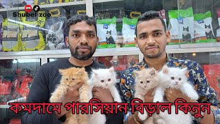 persian cat price in katabon  cat price  পারসিয়ান বিড়াল কিনুন কম দামে  shubelzoo7730 [upl. by Juliann]