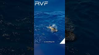 Whats so great about underwater video for fishing underwaterfishing underwaterfilming [upl. by Rez376]