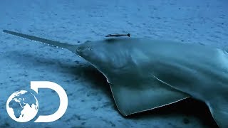 The Incredibly Endangered Sawfish  Lair Of The Sawfish  SHARK WEEK 2018 [upl. by Amilb]