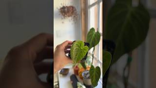 Anthurium Clarinervium update houseplants plantcare garden plants propagation indoorplants [upl. by Aiekan]