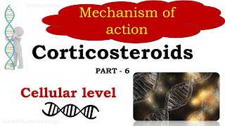 Corticosteroids Part 6  Mechanism of action  Cellular level  Glucocorticoid Responsive Element [upl. by Yasibit]