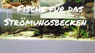 Fische für das Strömungsbecken [upl. by Enelyar]