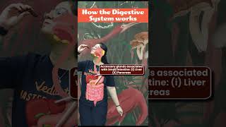 Whats REALLY Happening in Your DIGESTIVE SYSTEM  How does the Digestive System Work class11 [upl. by Andris]