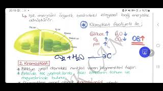 9sınıf Biyoloji Plastitler kloroplastkromoplastlökoplast [upl. by Notsniw]