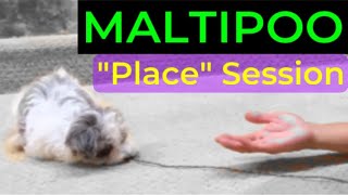 Maltipoo Doesn’t Like Food Training Place [upl. by Tirrag]