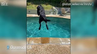 Watch Labrador Retrievers Cool Off In A California Pool [upl. by Diaz]