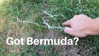 How we control Bermuda Grass in a fescue lawn [upl. by Walter]