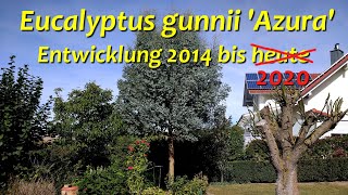 Eucalyptus gunnii Azura  Entwicklung 2014 bis 2020 [upl. by Namurt]