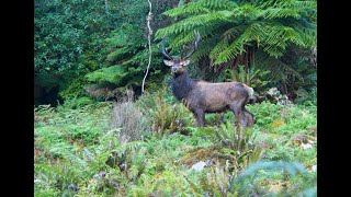 Part 1 Fiordland NZ  Wapiti ballot block George river 1st period 2019 Second chance Bull [upl. by Baun]