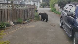 bear outside the window Coquitlam [upl. by Grassi777]