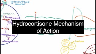 Hydrocortisone Pharmacology [upl. by Narayan714]