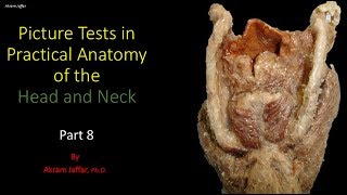 Picture tests in head and neck anatomy 8 [upl. by Alliw]