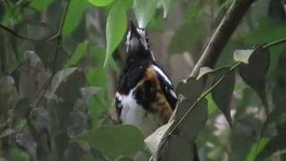 chestnut backed thrush singing [upl. by Essyla]