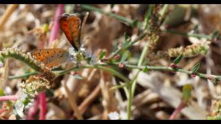 Lesvos Butterflies  Lesser Fiery Coppers  October 2024 [upl. by Ness]