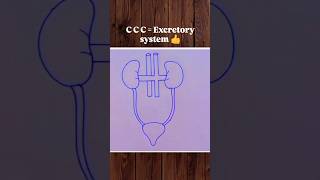 CCC  Excretory system 👍 biology bio science excretorysystem diagram art shorts [upl. by Scholem797]