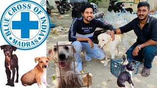 Blue Cross of India  We donated 75kgs of Rice on our AnniversaryFree adoption kkvlogsshorts [upl. by Pattin]