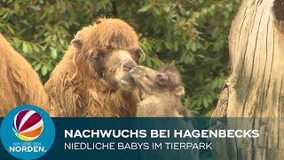 Niedliche Tierbabys in Hagenbecks Tierpark [upl. by Llenad]