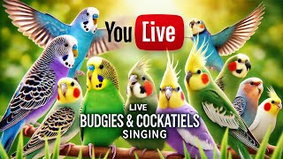 Live Budgies and Cockatiels Singing Together [upl. by Yks]