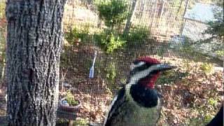 Yellowbellied Sapsucker taps on our window [upl. by Maletta]