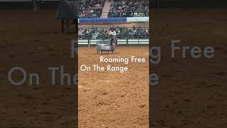 Mustang Magic 2024 Fort Worth Stock Show and Rodeo [upl. by Arnulfo]