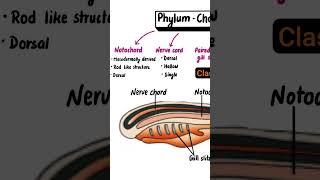 Phylum  Chordata Phylum  Chordata science sciencefacts विज्ञान [upl. by Columba439]