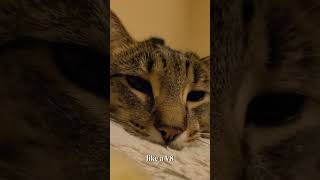 Hermes 62L V8 Supercharged catvideo cat catlife catvideooftheday catlover catshorts [upl. by Reeve616]