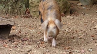 Facts about Domestic and wild pigsPig videos for kids [upl. by O'Malley507]