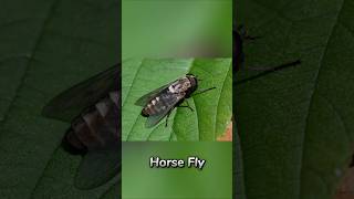 Horsefly 😯 [upl. by Cirdor]