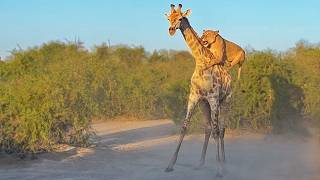 Lion Rides Giraffe to Bring it Down [upl. by Elijah]