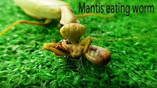 Mantis catch and eating whole worm 🐛  Insect Life TV 30 [upl. by Bethel]