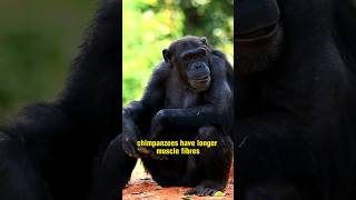 Why are chimpanzees 5 times stronger than humans even though they are smaller [upl. by Maurie]