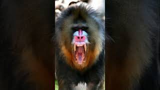 Mandrill  The Biggest Monkey In The World [upl. by Amaras418]