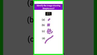 Quiz15  Bacterial Identification  microbiology bacteria shorts basicappliedmicrobiology [upl. by Ial]