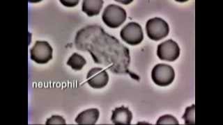 Neutrophil Phagocytosis  White Blood Cell Eats Staphylococcus Aureus Bacteria [upl. by Luana]