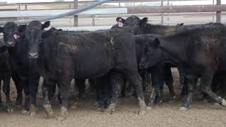 133 YAMMATREE ANGUS WEANER STEERS HGP FREE  AV 2281KG CURFEWED [upl. by Hamlin]