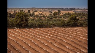 The new Arbequina olive groves [upl. by Rochester582]