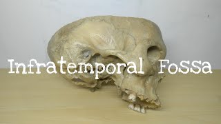 Infra Temporal Fossa  Part 1  Boundaries  Head and Neck Anatomy  TCML [upl. by Yraillih978]