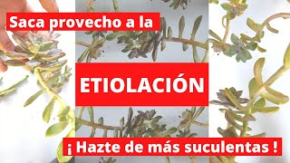 SUCULENTAS y CACTUS ETIOLADOS ¿Qué Hacer SEÑALES y Diferencia De CRECIMIENTO SANO vs ETIOLACIÓN [upl. by Gaddi]