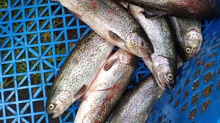 Papallacta probando EL MEJOR pescadofrito la TRUCHA🦈chicharron de pescado🦈Ecuador [upl. by Hanahs]