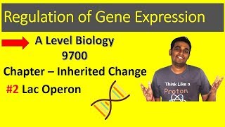 Lac Operon  A Level Biology  9700 [upl. by Zerimar]