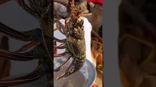 HONIARA RARE CRAYFISHLOBSTER SPECIES EDIBLE PART 100 shorts shortvideo viral viralshorts [upl. by Schaffel319]