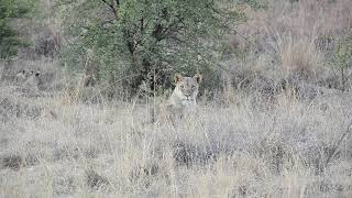 Lion cubs in Pilanesberg National park [upl. by Shellans]