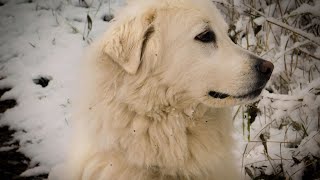 Solving Excessive Barking in Great Pyrenees Tips amp Strategies [upl. by Encrata]