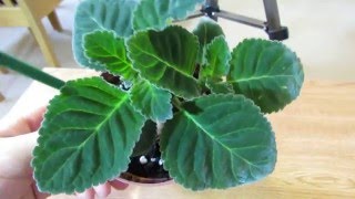 Gloxinia Growing Lots Of Healthy Leaves [upl. by Roskes827]