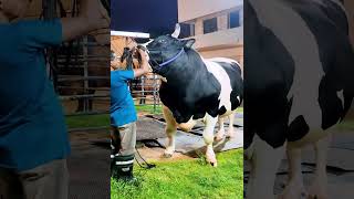 Holstein Friesian bull from Brownies Ranch [upl. by Akessej]