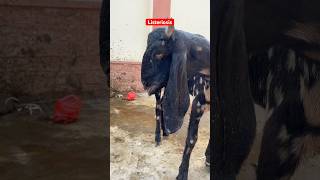 Listeriosis in goat  چکری کی بیماری  Facial paralysis  paralysis  goat goatmedicine goats [upl. by Suellen]